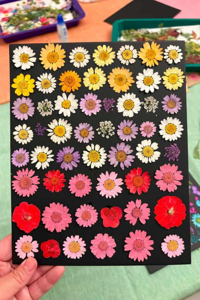 A pressed flower art piece on black mat board featuring rows of dried daisies and wildflowers arranged by color, transitioning from white and yellow at the top to shades of pink and red at the bottom.